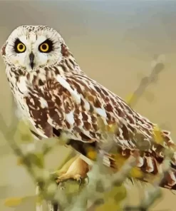 Marsh Owl African Bird Diamond Painting