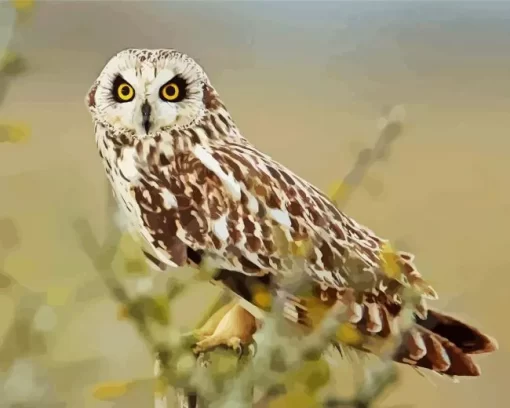 Marsh Owl African Bird Diamond Painting