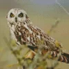 Marsh Owl African Bird Diamond Painting