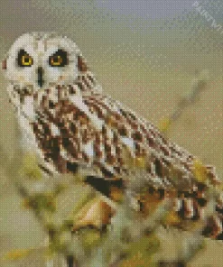 Marsh Owl African Bird Diamond Painting