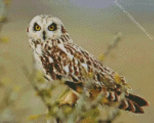 Marsh Owl African Bird Diamond Painting