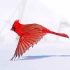 Northern Cardinal Diamond Painting