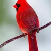 Northern Cardinal On A Branch Diamond Painting