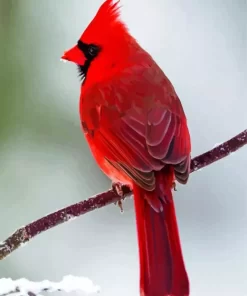 Northern Cardinal On A Branch Diamond Painting