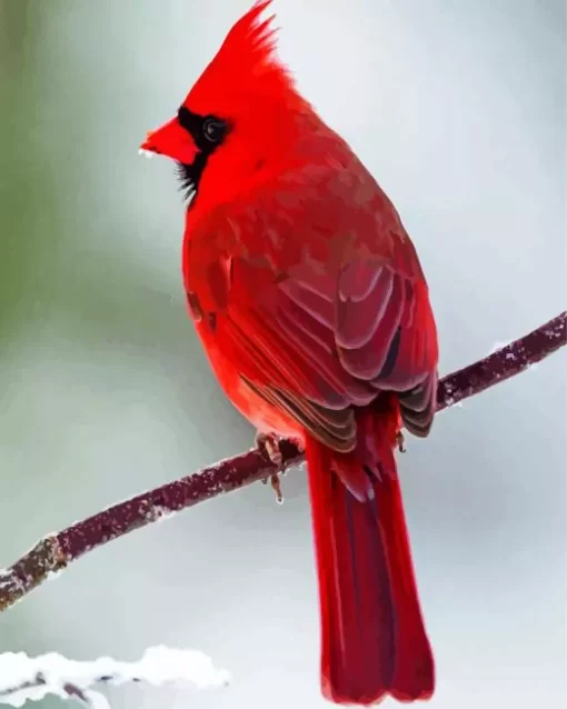 Northern Cardinal On A Branch Diamond Painting