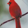 Northern Cardinal On A Branch Diamond Painting