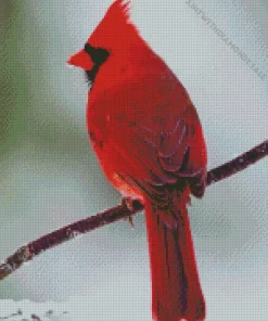 Northern Cardinal On A Branch Diamond Painting