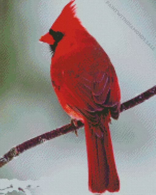 Northern Cardinal On A Branch Diamond Painting