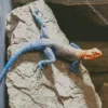 Orange Agama Diamond Painting