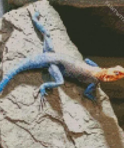 Orange Agama Diamond Painting