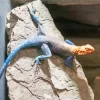 Orange Agama Diamond Painting