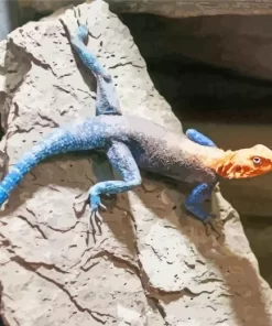 Orange Agama Diamond Painting