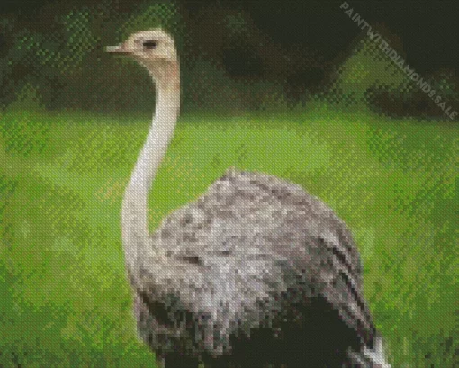 Ostrich Diamond Painting