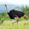 Ostrich Bird In Nature Diamond Painting