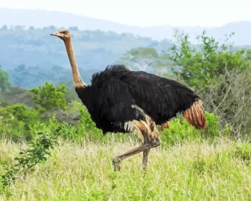 Ostrich Bird In Nature Diamond Painting