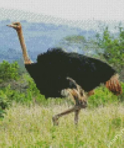 Ostrich Bird In Nature Diamond Painting