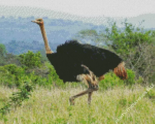 Ostrich Bird In Nature Diamond Painting