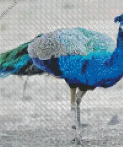 Peacock Bird Diamond Painting