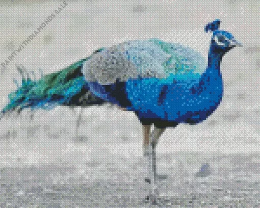 Peacock Bird Diamond Painting