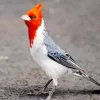 Red Crested Cardinal Diamond Painting