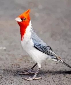 Red Crested Cardinal Diamond Painting