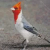 Red Crested Cardinal Diamond Painting