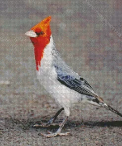 Red Crested Cardinal Diamond Painting