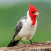 Red Crested Cardinal Bird Diamond Painting