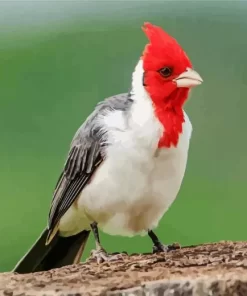 Red Crested Cardinal Bird Diamond Painting