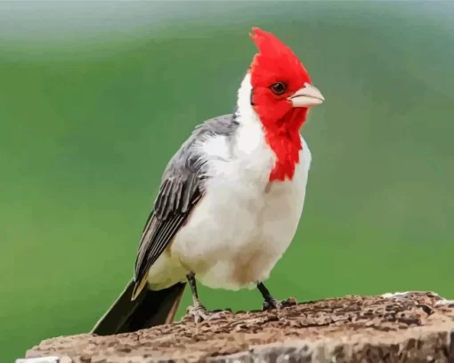 Red Crested Cardinal Bird Diamond Painting