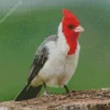 Red Crested Cardinal Bird Diamond Painting