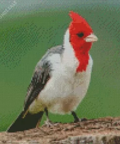 Red Crested Cardinal Bird Diamond Painting