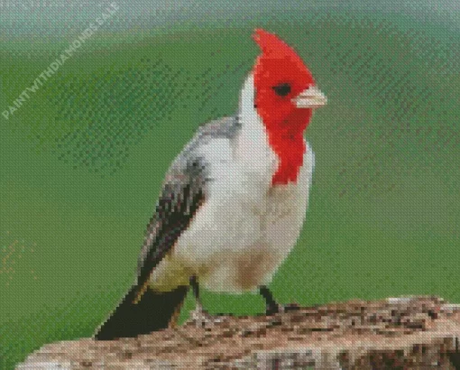 Red Crested Cardinal Bird Diamond Painting