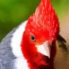 Red Crested Cardinal Closeup Diamond Painting