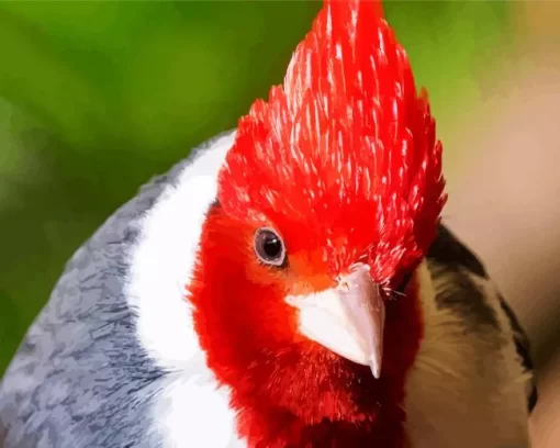 Red Crested Cardinal Closeup Diamond Painting