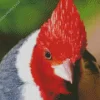 Red Crested Cardinal Closeup Diamond Painting