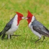 Red Crested Cardinal Couple Diamond Painting