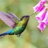 Rivolis Hummingbird Diamond Painting