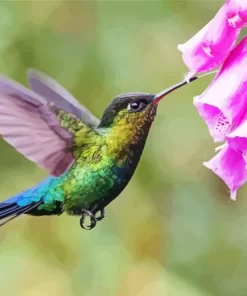 Rivolis Hummingbird Diamond Painting