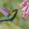 Rivolis Hummingbird Diamond Painting