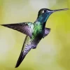 Rivolis Hummingbird Flying Diamond Painting