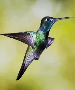 Rivolis Hummingbird Flying Diamond Painting