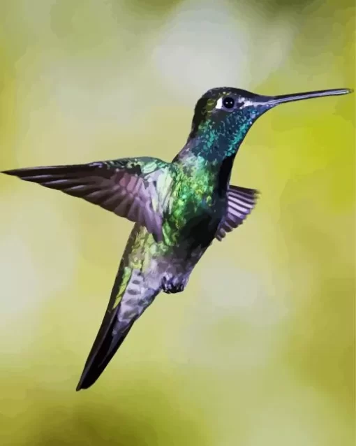 Rivolis Hummingbird Flying Diamond Painting