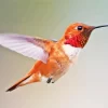 Rufous Hummingbird Diamond Painting