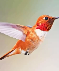 Rufous Hummingbird Diamond Painting