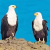 Sea Eagles Diamond Painting