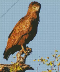 Snake Eagles Bird Diamond Painting