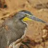 Tiger Herons Diamond Painting