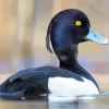 Tufted Duck Diamond Painting