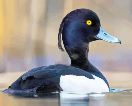 Tufted Duck Diamond Painting